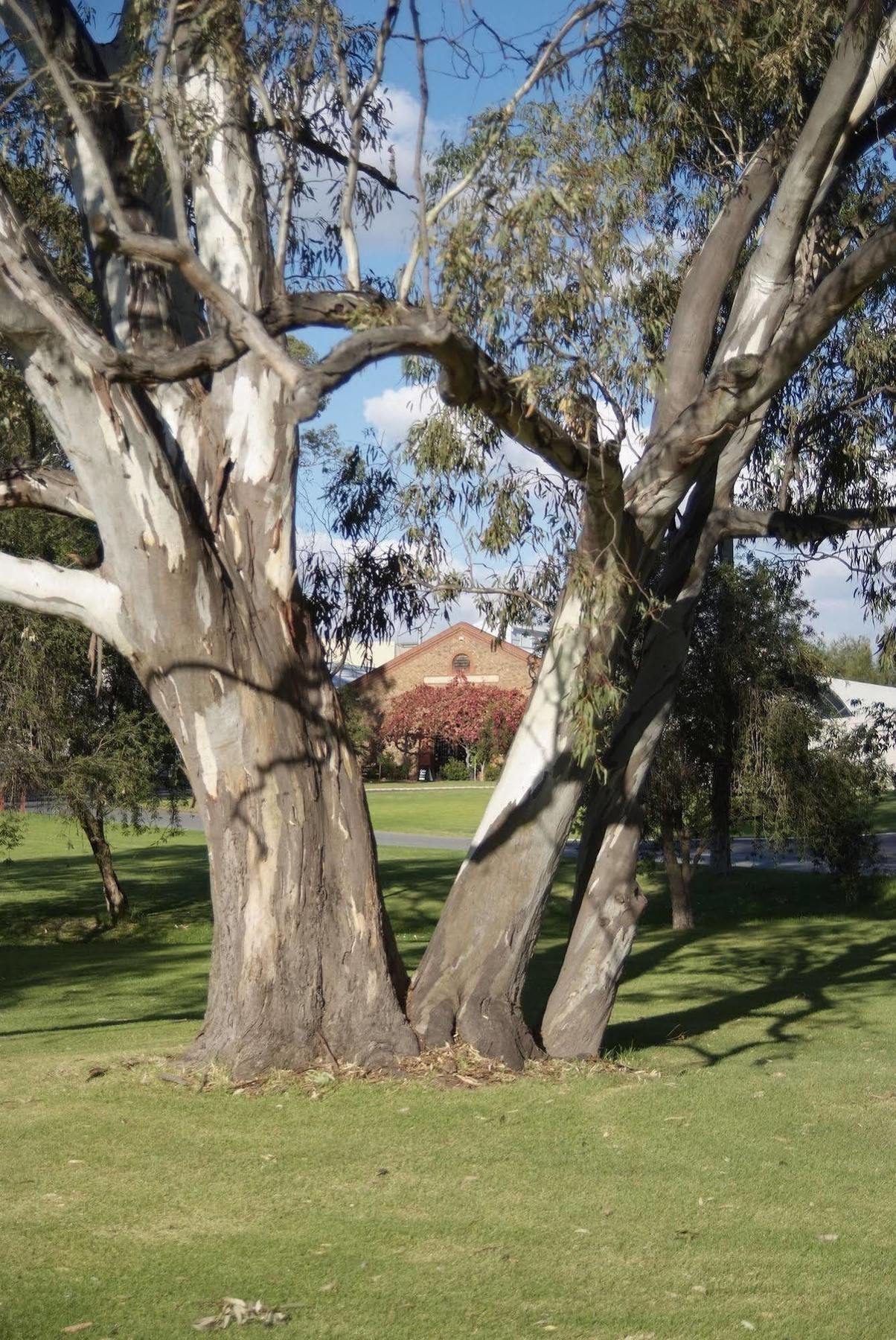 Serafino Mclaren Vale Zewnętrze zdjęcie